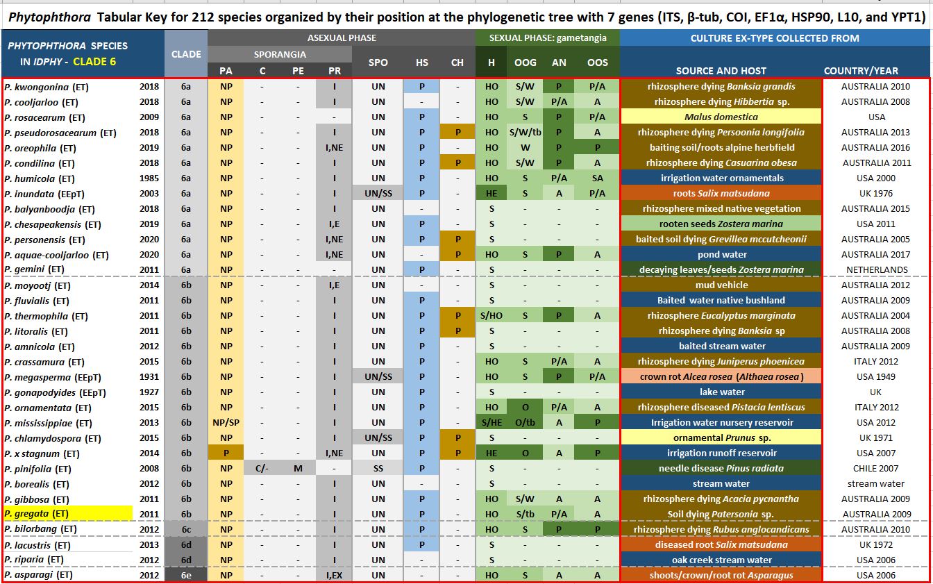    Phytophthora  spp. in subclade 6b:  Morphological Tabular key (PDF) and Tabular key legends (PDF) in IDphy2 KEY SECTION. Notice the data of   P. gregata  Ex-type CBS 127952 = Samp;T BL 37 . Gloria Abad, USDA Samp;T.
